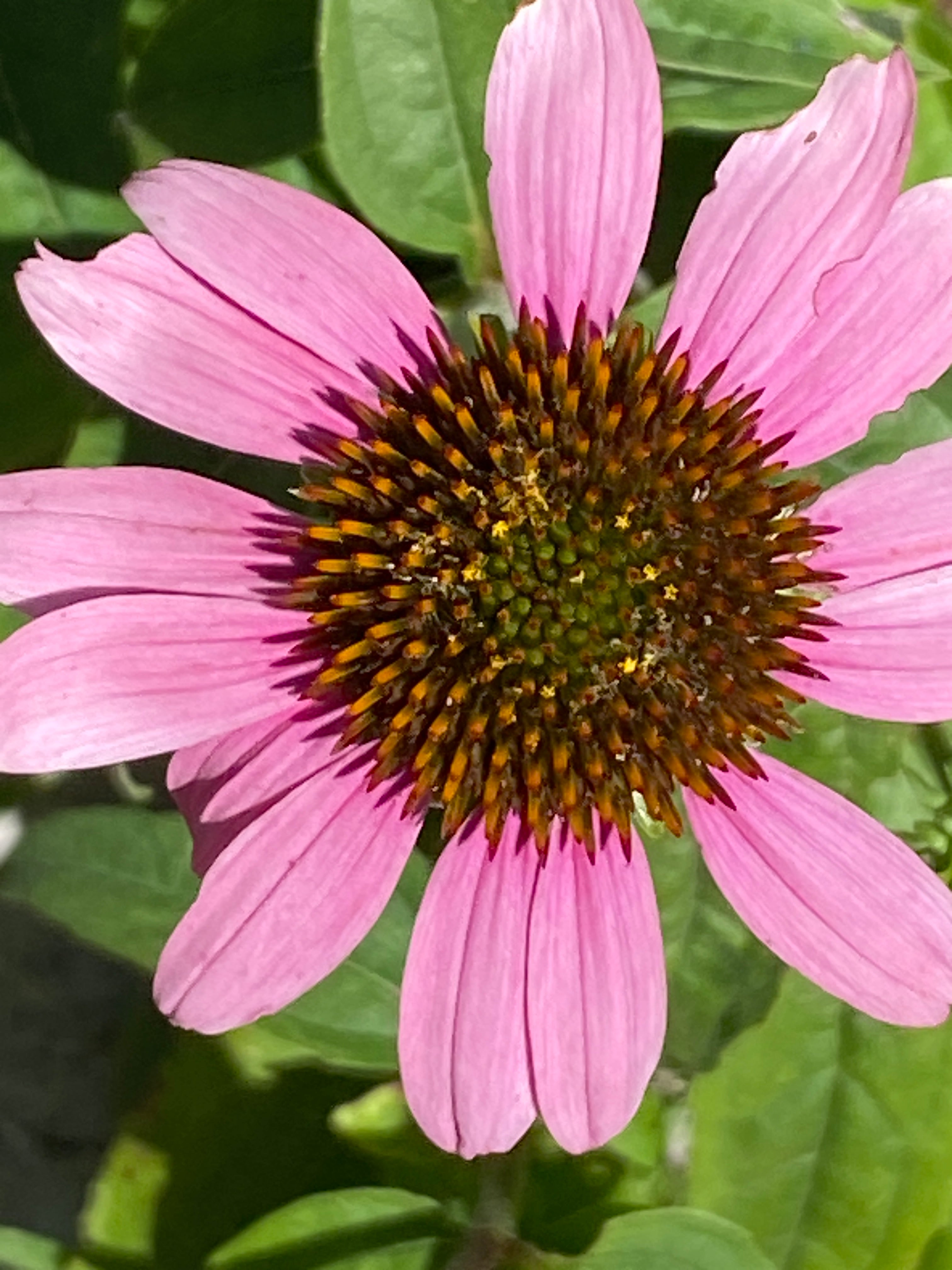 Book - Plants with Healing Powers - PAPER